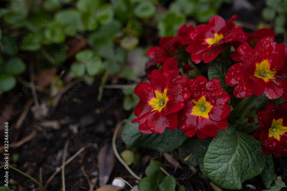 Red flower in garden Red flower in garden