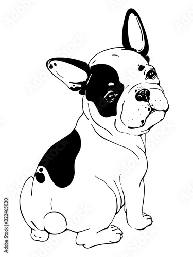 Cute french bulldog sketch