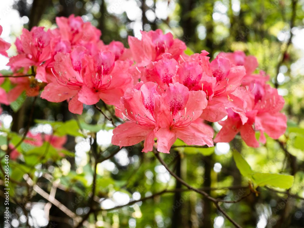 Red azalea flowers blooming in a Japanese park Red azalea flowers blooming in a Japanese park