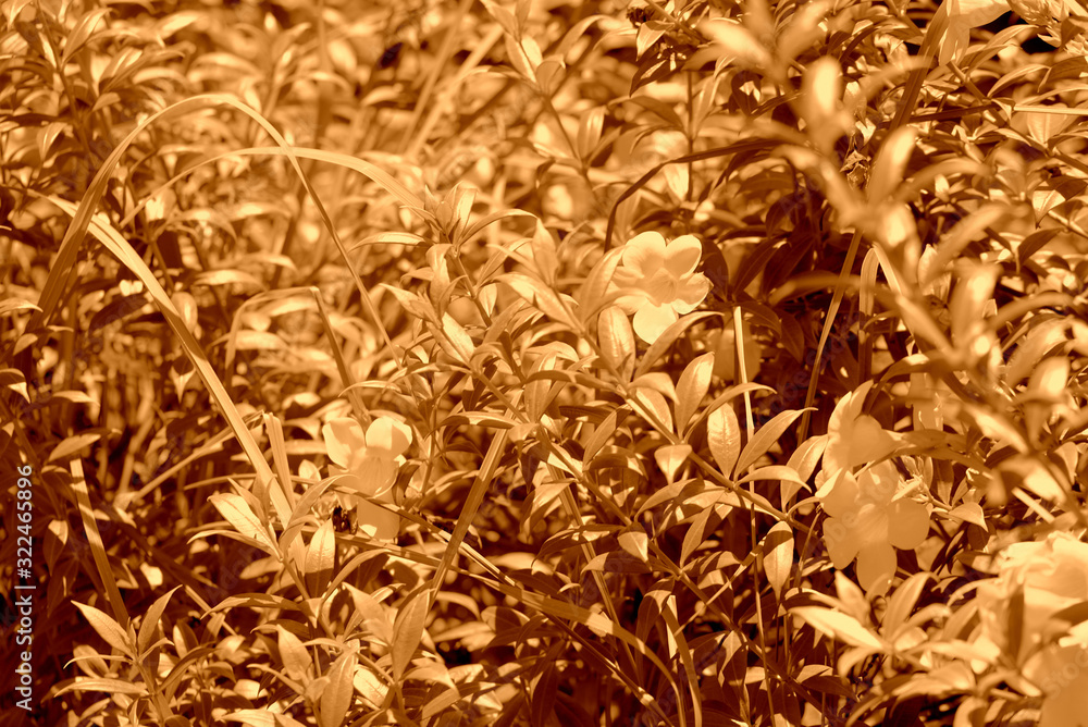 Alamanda Flowers (Allamanda cathartica) Blooming in a Tropical Garden on a summer day. Brown color toned Alamanda Flowers (Allamanda cathartica) Blooming in a Tropical Garden on a summer day. Brown color toned