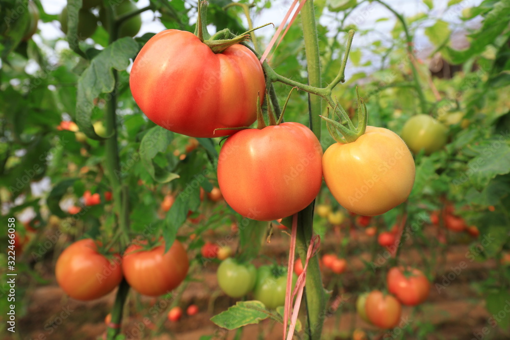 Ripening tomatoes in greenhouses