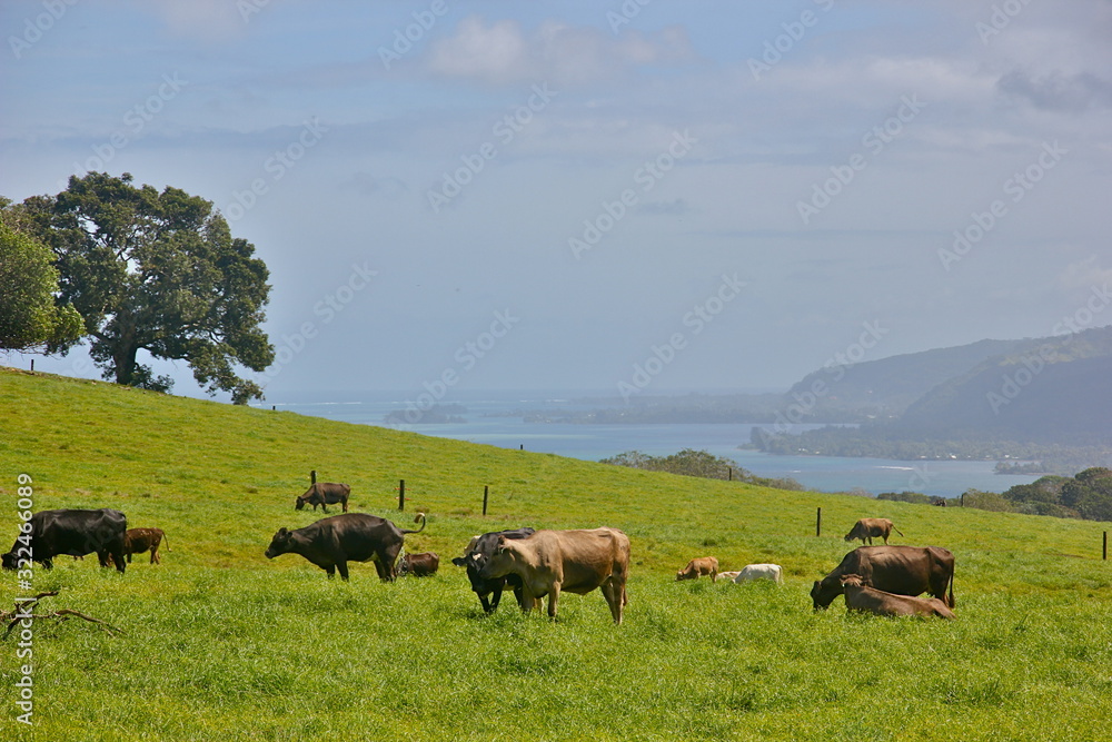 herd of cows grazing in field - Tahiti herd of cows grazing in field - Tahiti
