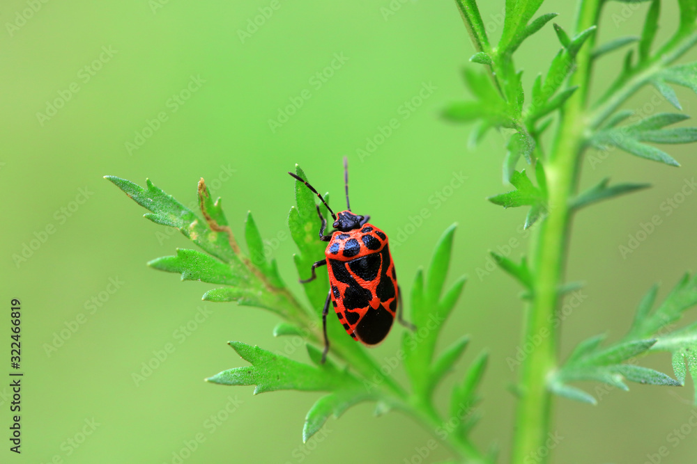 Stink bug on green leaves, North China Stink bug on green leaves, North China