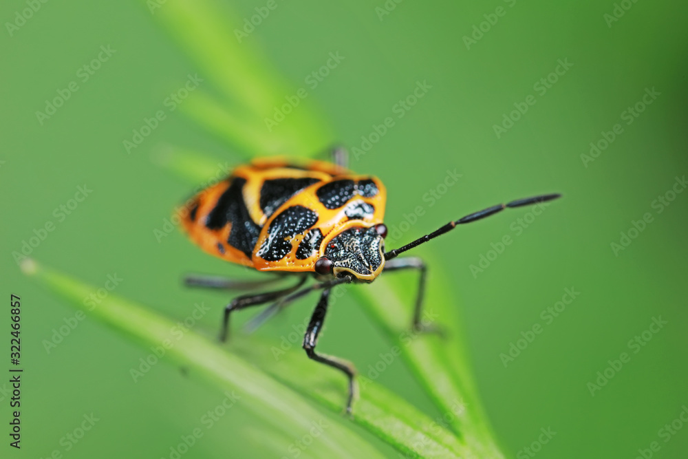 Stink bug on green leaves, North China Stink bug on green leaves, North China