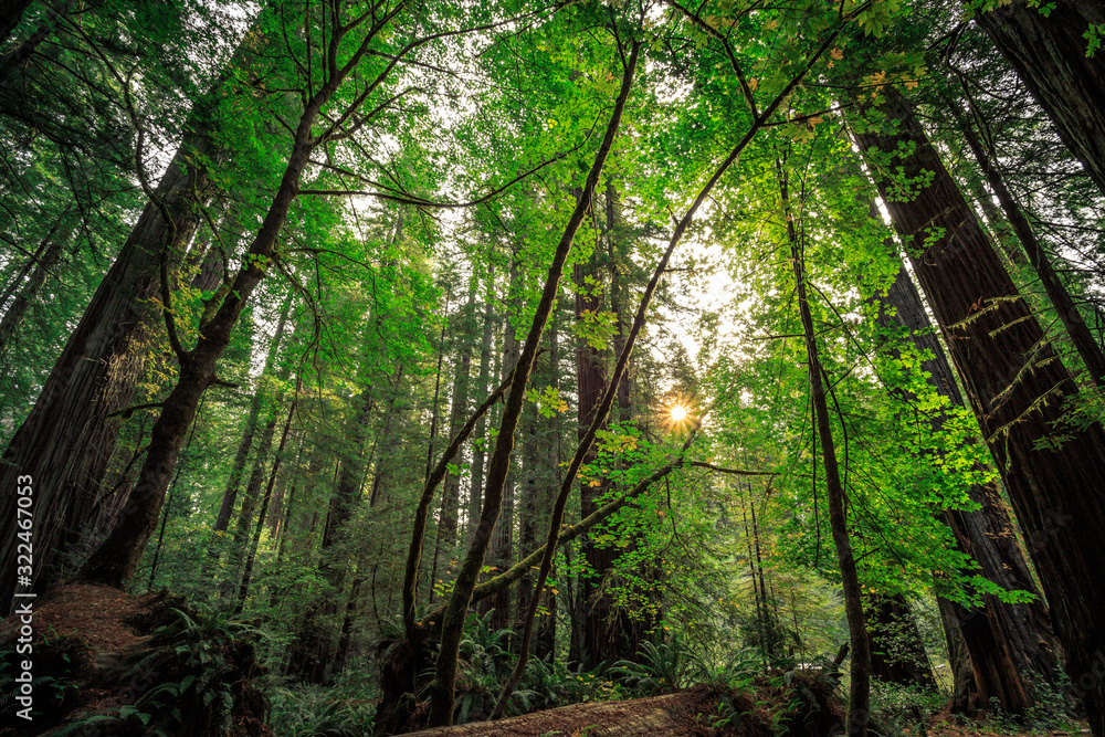 Obraz premium Sunrise in the Redwoods, Redwoods National & State Parks California