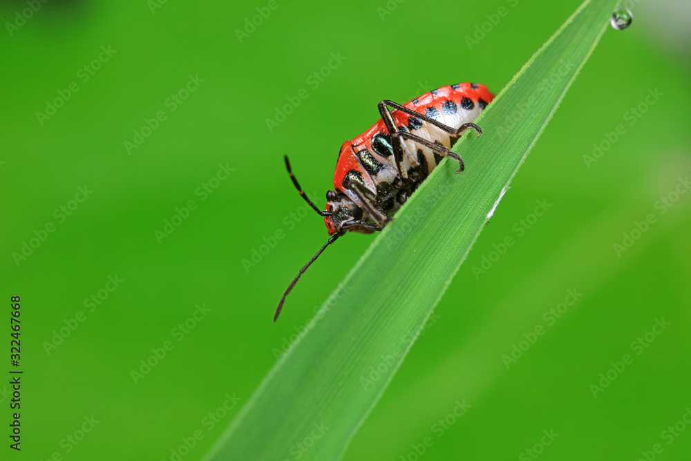 Stink bug on green leaves, North China Stink bug on green leaves, North China