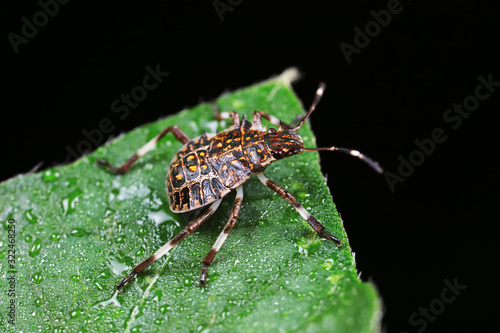 Wallpaper Mural Stink bug on green leaves, North China Torontodigital.ca