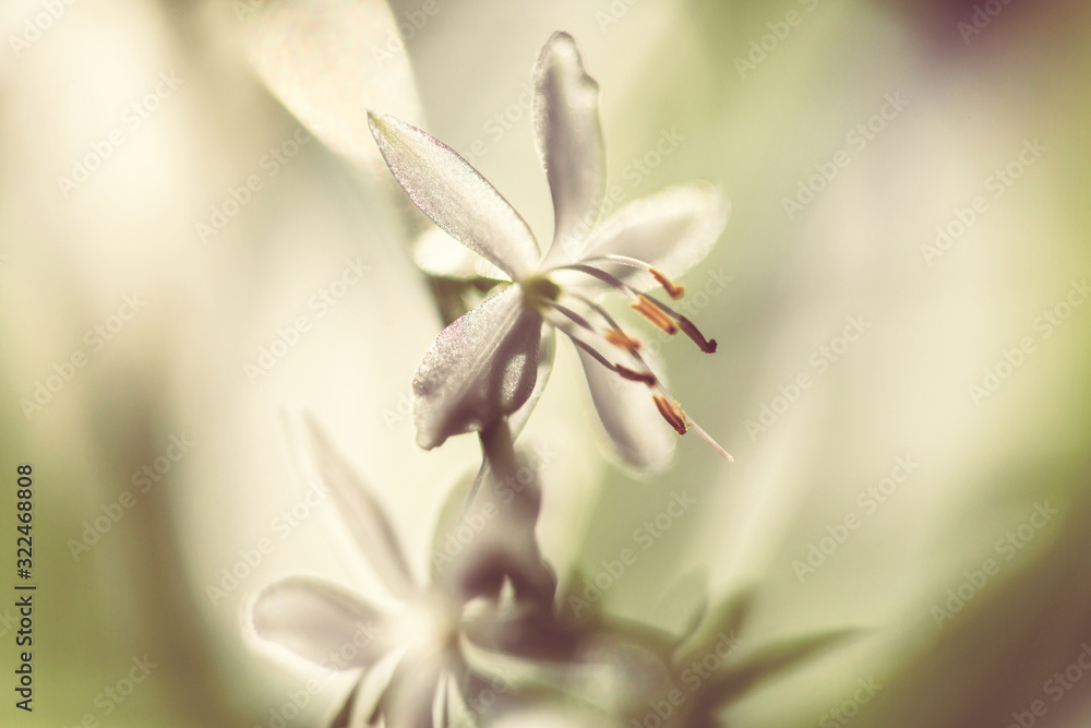 Flower Flower