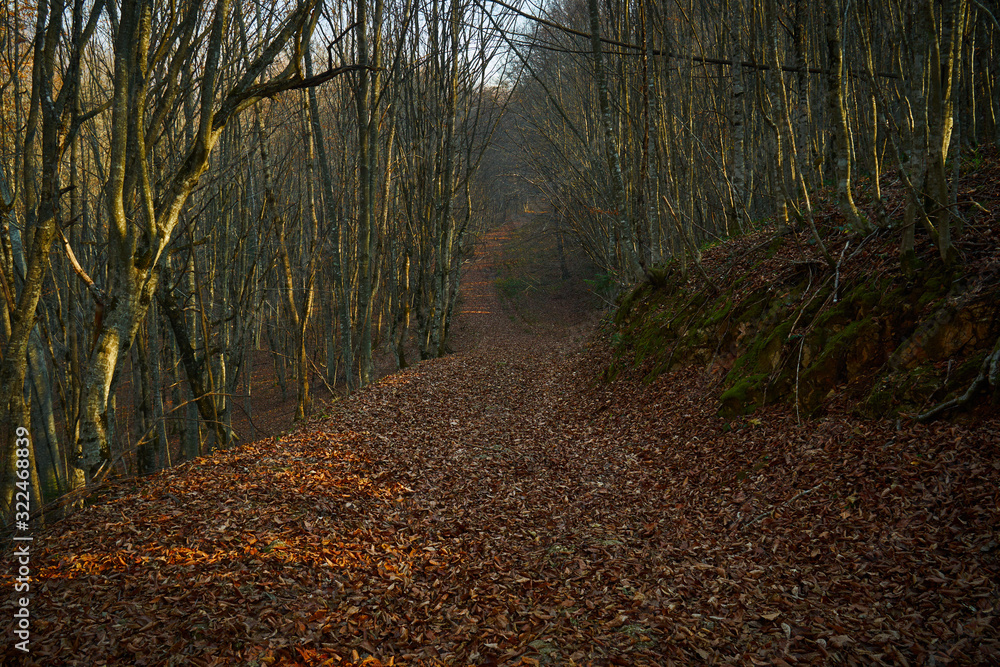 Fototapeta premium Dirt road in the autumn forest.