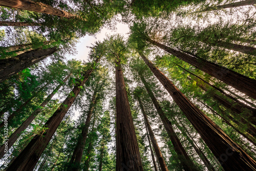 Under the Redwood Trees, Redwoods National & State Parks California