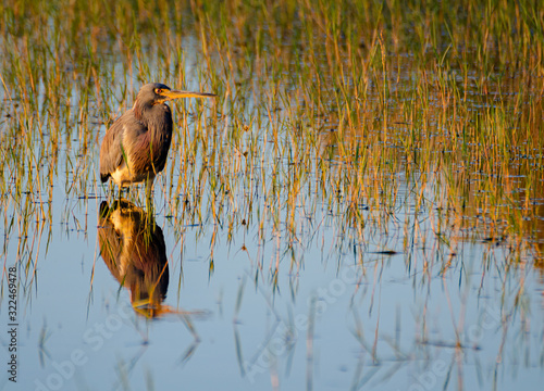 556-52 Great Blue Heron at Sunset photo