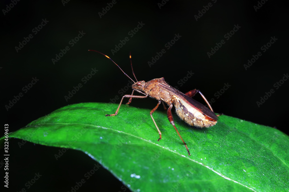 Stink bug on green leaves, North China Stink bug on green leaves, North China