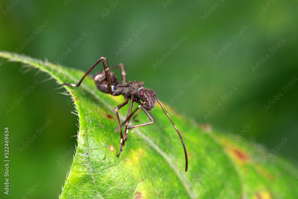 Stink bug on green leaves, North China Stink bug on green leaves, North China