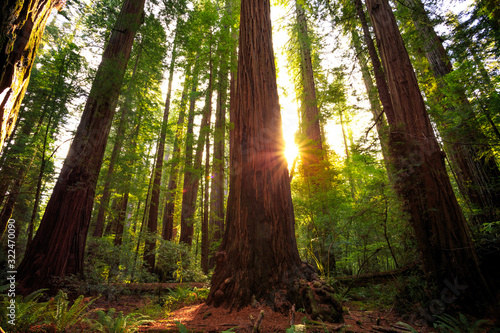 Sunrise in the Redwoods, Redwoods National & State Parks California