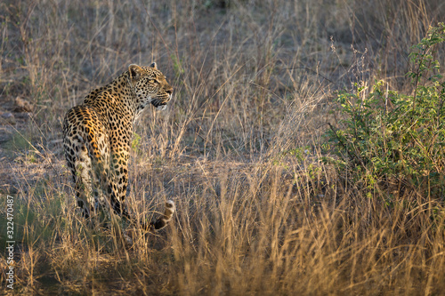 A female leopard, Panthera pardus, standing and looking to the right in tall grass. © JAK