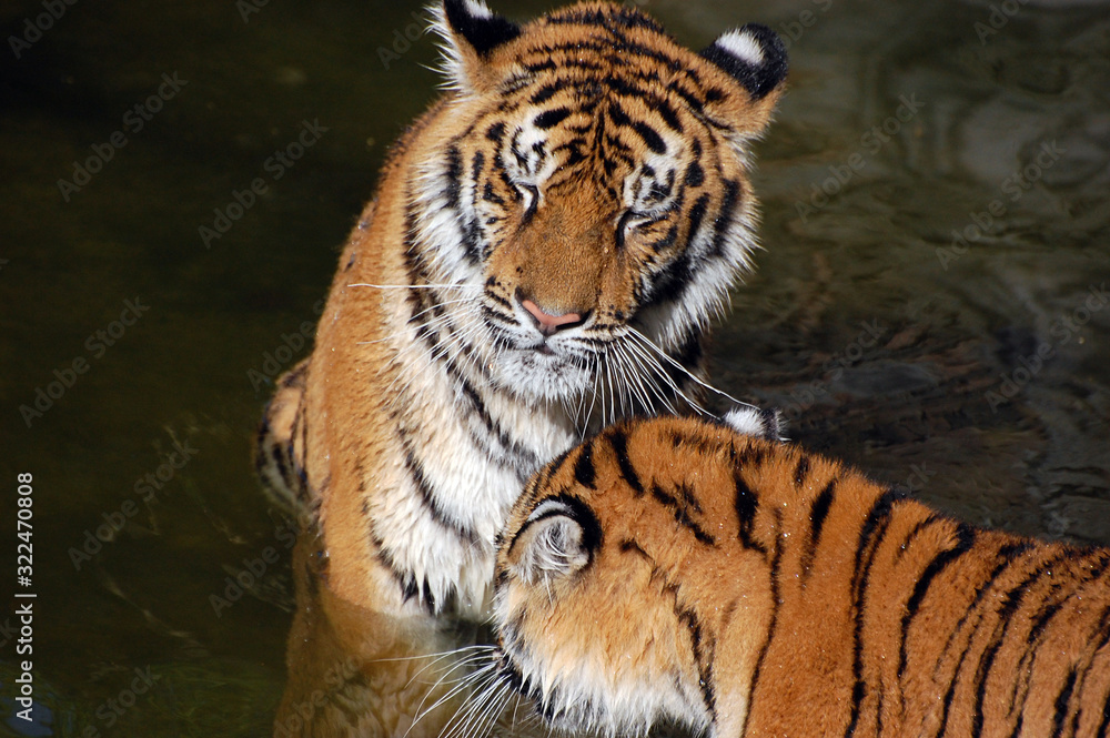 Fototapeta premium Tigers play in the water