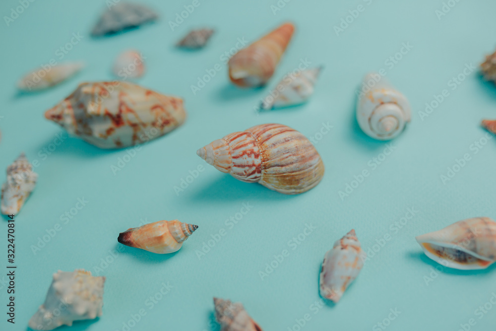 Various seashells on blue background. Summer time card with sea shells and copy space. Various seashells on blue background. Summer time card with sea shells and copy space.