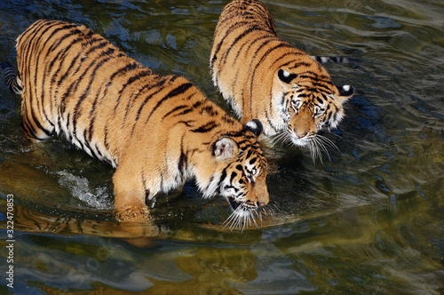 Tigers play in the water