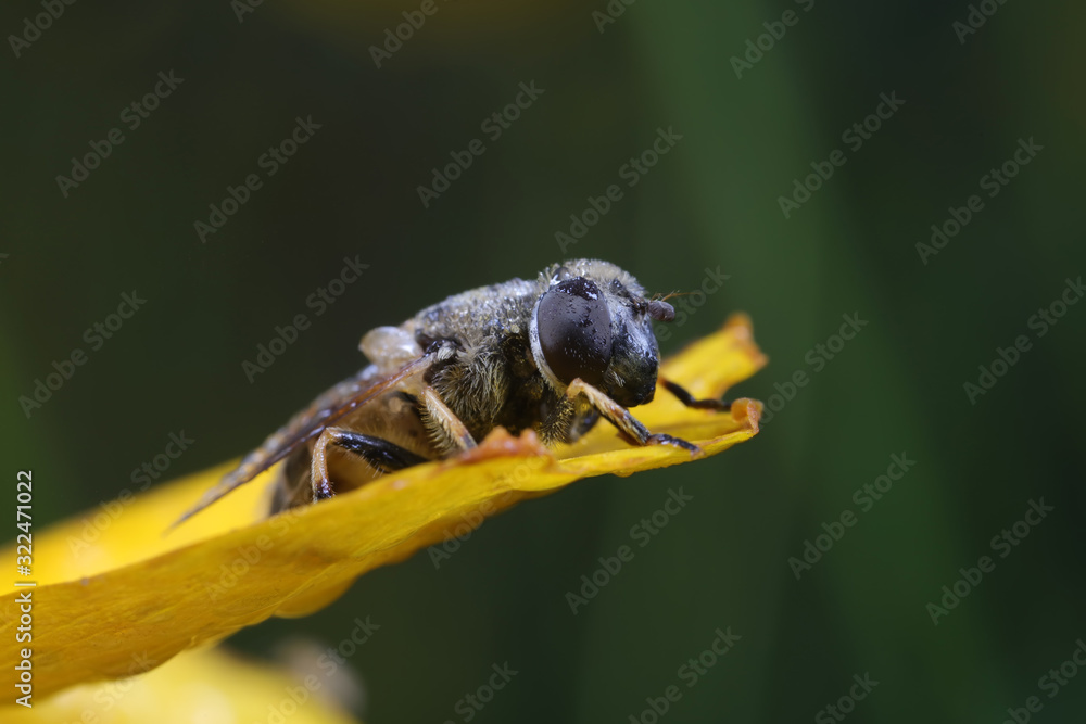 Syrphidae in natural state, North China Syrphidae in natural state, North China
