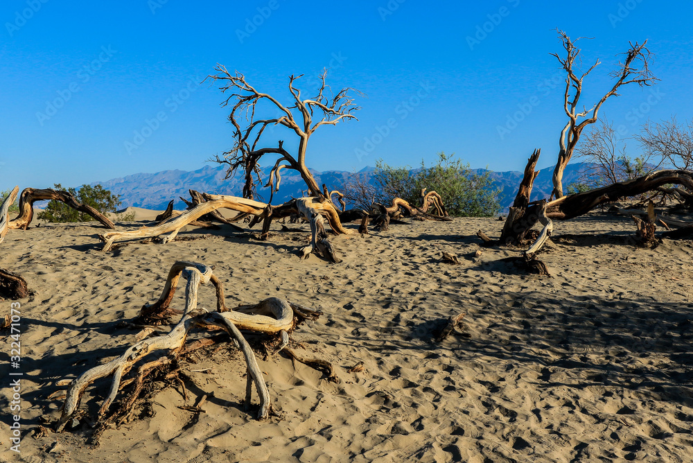 Dried Trees and Grass in the Death Valley Sands Dried Trees and Grass in the Death Valley Sands