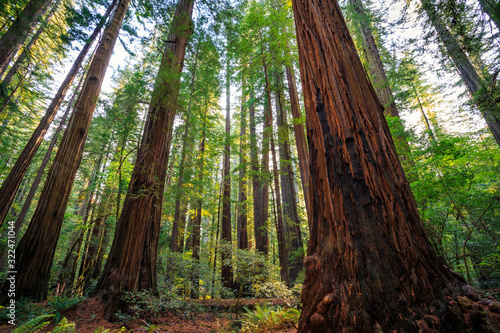 Views in the Redwood Forest, Redwoods National & State Parks California