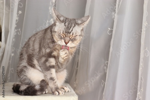 耳を後ろに警戒しながら毛繕いする猫アメリカンショートヘアー