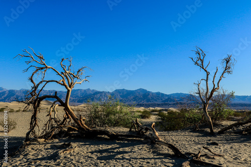 Dried Trees and Grass in the Death Valley Sands