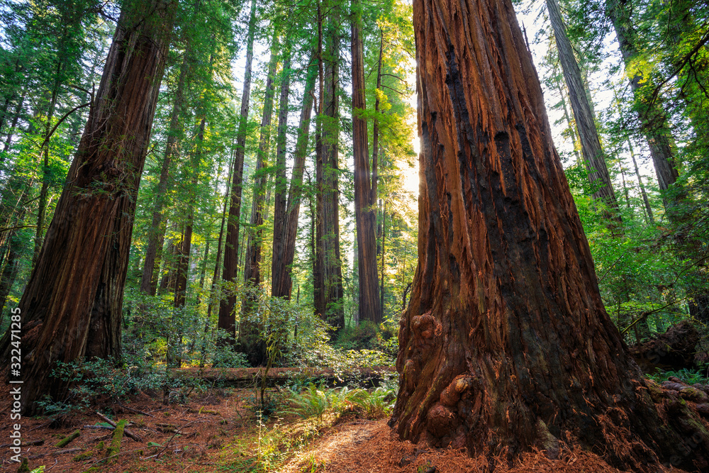Obraz premium Sunrise in the Redwoods, Redwoods National & State Parks California