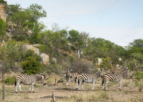 A group of plains zebras  Equus quagga  standing together with trees and rocks behind.