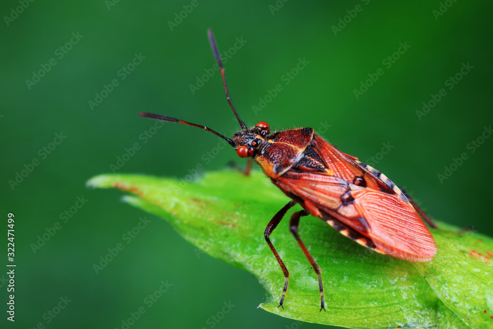 Fototapeta premium Stink bug on green leaves, North China