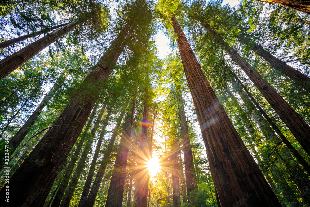 Sunrise in the Redwoods, Redwoods National & State Parks California Sunrise in the Redwoods, Redwoods National & State Parks California
