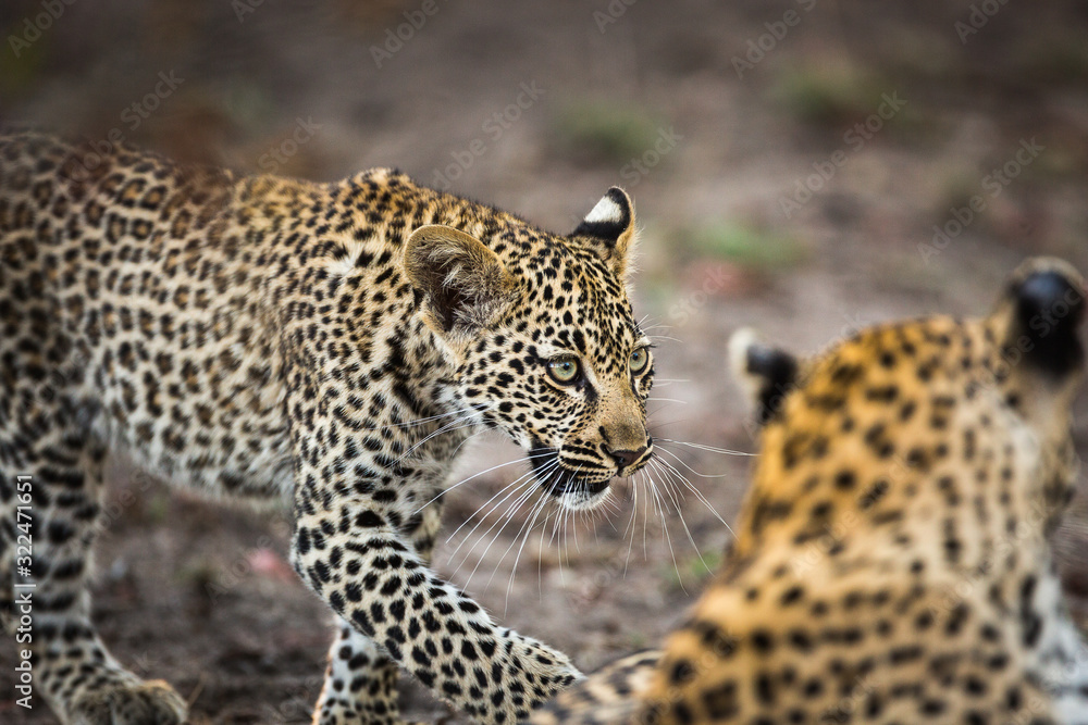 A leopard cub, Panthera pardus, approaching its mother. A leopard cub, Panthera pardus, approaching its mother.