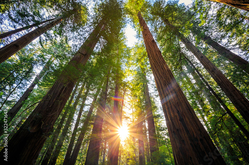 Sunrise in the Redwoods, Redwoods National & State Parks California © Stephen