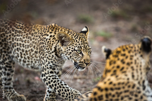 A leopard cub, Panthera pardus, approaching its mother.