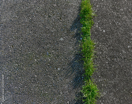 Wallpaper Mural Grass on tarmac crack Torontodigital.ca