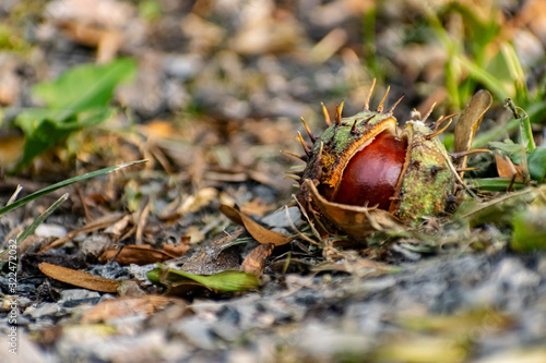 A half-peeled, ripe chestnut of a round shape, rich brown color, lies fallen on the ground, among dry and green grass and fallen leaves