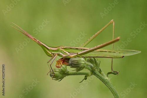 Green grasshopper Acrida ungarica in Krk, Baska, Croatia photo