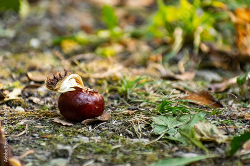 A half-peeled, ripe chestnut of a round shape, rich brown color, lies fallen on the ground, among dry and green grass and fallen leaves © Анна Иванова
