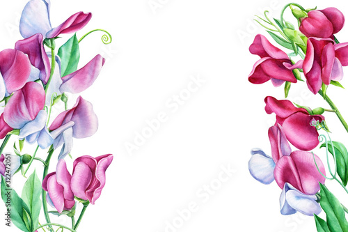 Set of watercolor pink flowers, blooming sweet peas on isolated white background, floral botanical card. Greeting card with place for text