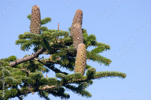 Canvas Print A silver  fir cone on the branch