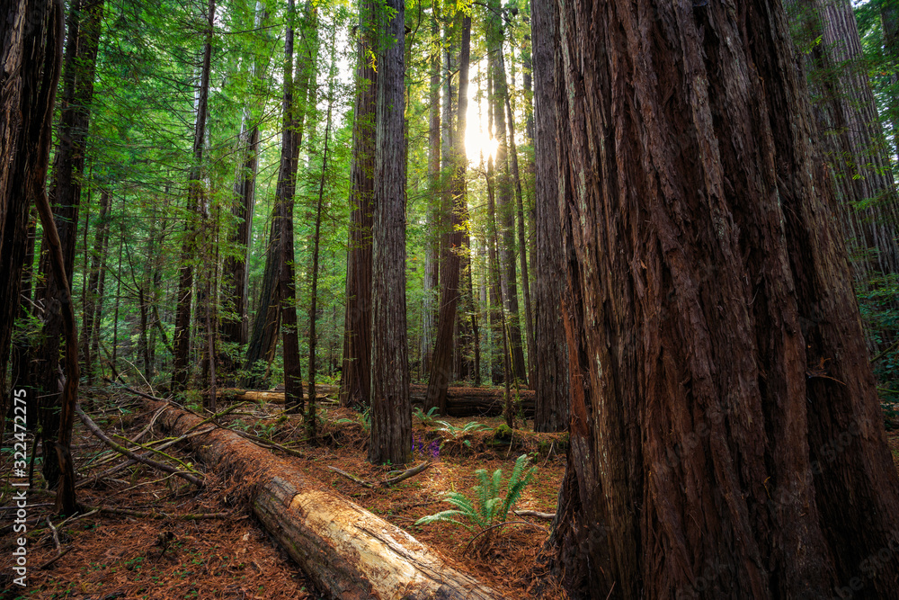 Sunrise in the Redwoods, Redwoods National & State Parks California Sunrise in the Redwoods, Redwoods National & State Parks California
