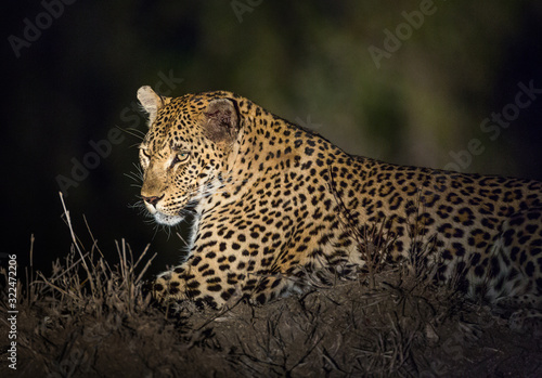 A leopard  Panthera pardus  resting on a termite mound at night.
