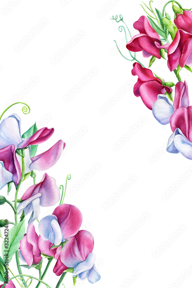 Set of watercolor pink flowers, blooming sweet peas on  isolated white background, floral botanical card. Greeting card with place for text