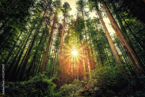 Sunrise in the Redwoods, Redwoods National & State Parks California