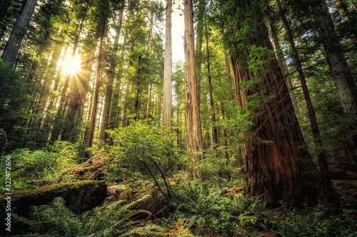 Fototapeta Naklejka Na Ścianę i Meble -  Sunrise in the Redwoods, Redwoods National & State Parks California
