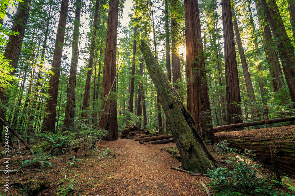 Obraz premium Sunrise in the Redwoods, Redwoods National & State Parks California