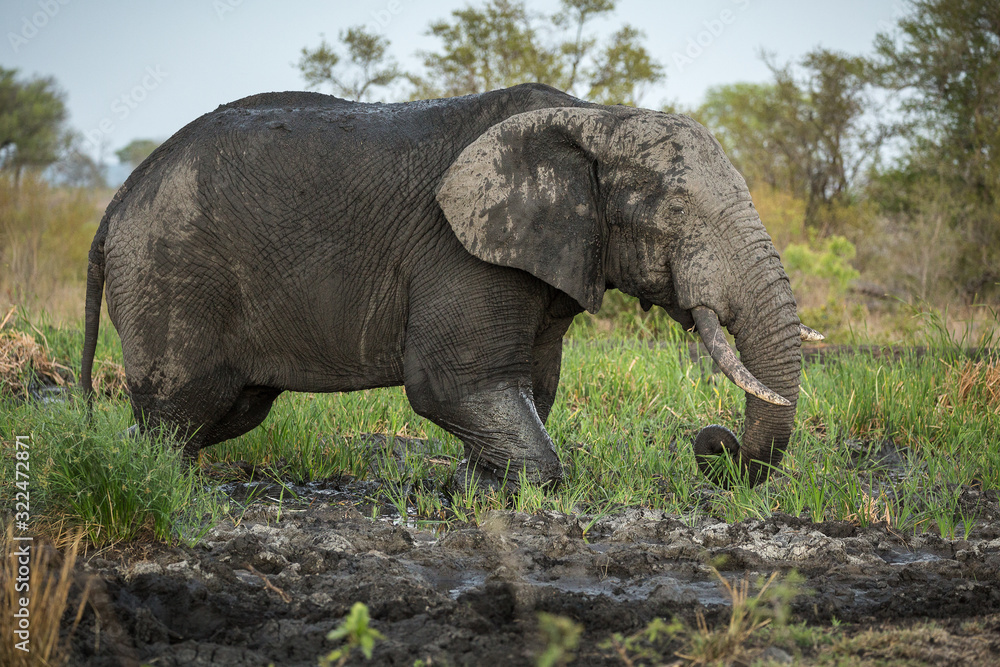 Fototapeta premium An African elephant, Loxodonta africana, bathing in mud at dusk.
