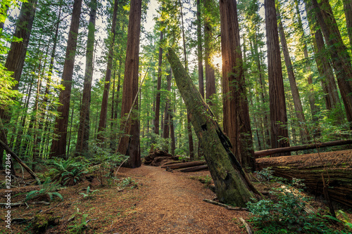 Sunrise in the Redwoods  Redwoods National   State Parks California
