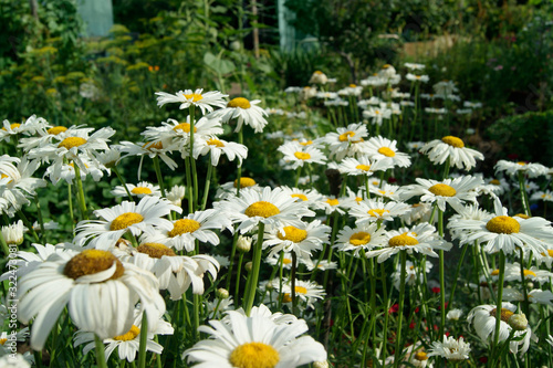 Field of beautiful white daisies on a sunny summer day