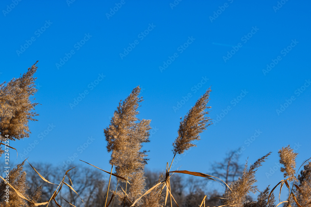 reed against blue sky reed against blue sky